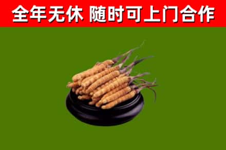 上犹烟酒回收冬虫夏草.jpg